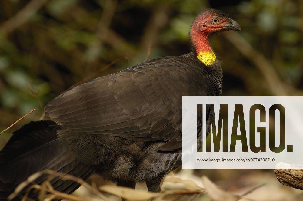 Australian Brushturkey (Alectura lathami) or scrub turkey, Brisbane