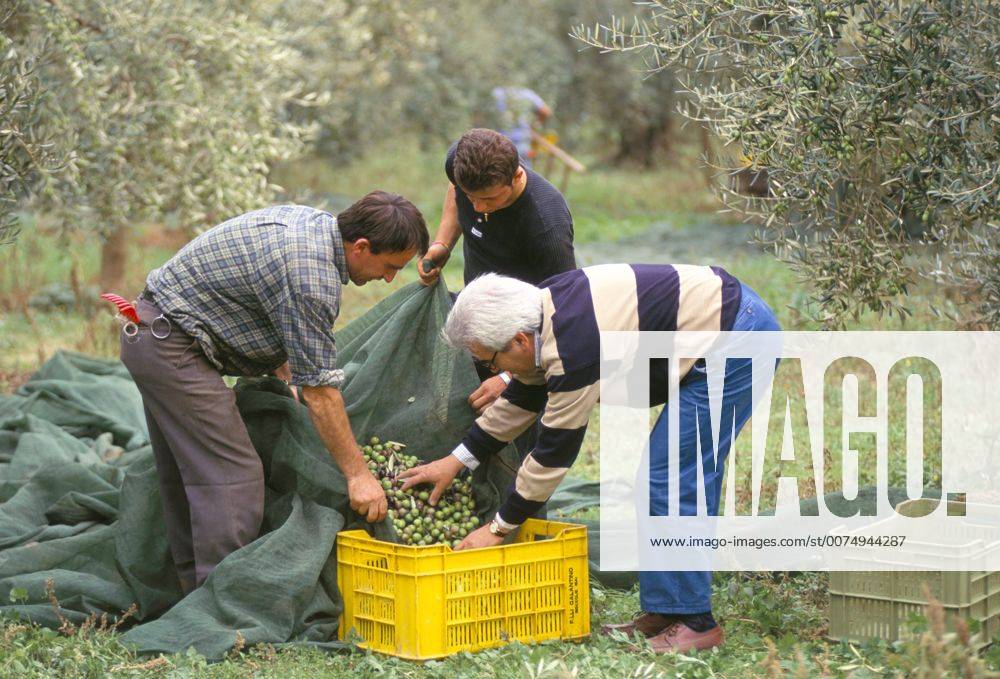 Michele Galantino gathering olives for fine extra virgin oil on