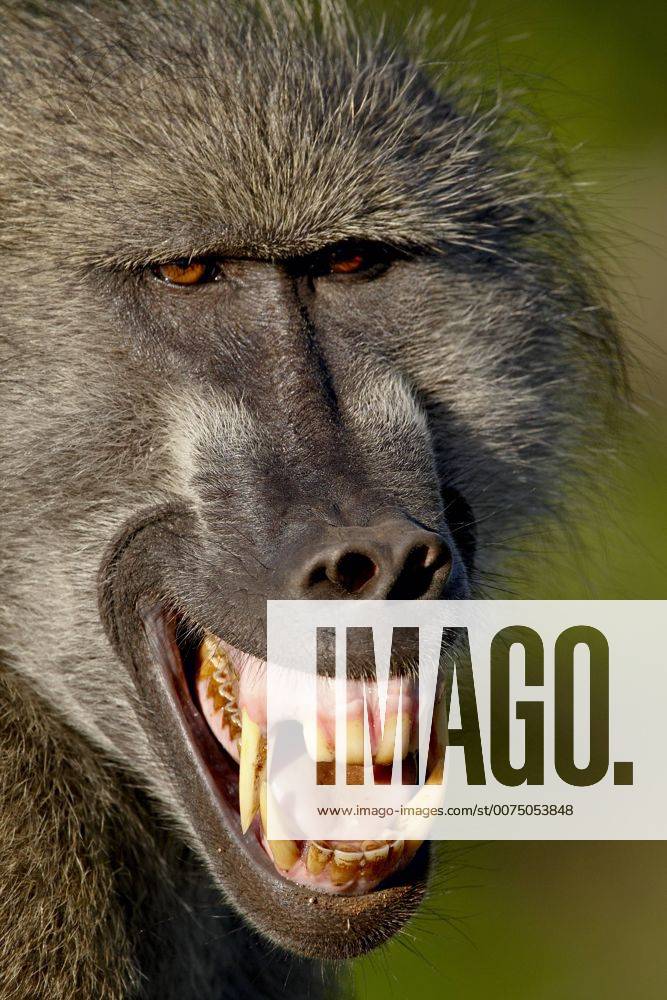 Chacma Baboon (Papio ursinus) baring its teeth to show aggression ...