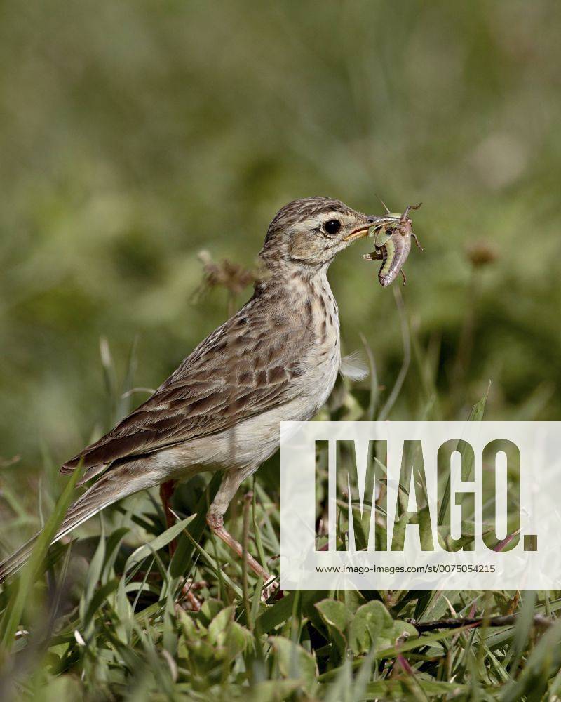 African pipit (grassland pipit) (grassveld pipit) (Anthus cinnamomeus ...