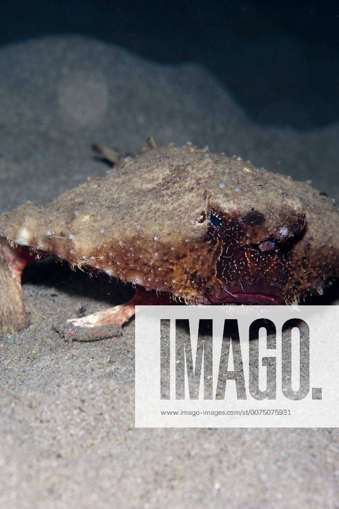 A rare rough back walking batfish that usually lives at depth to 300m ...