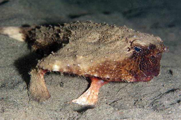 A rare rough back walking batfish that usually lives at depth to 300m ...