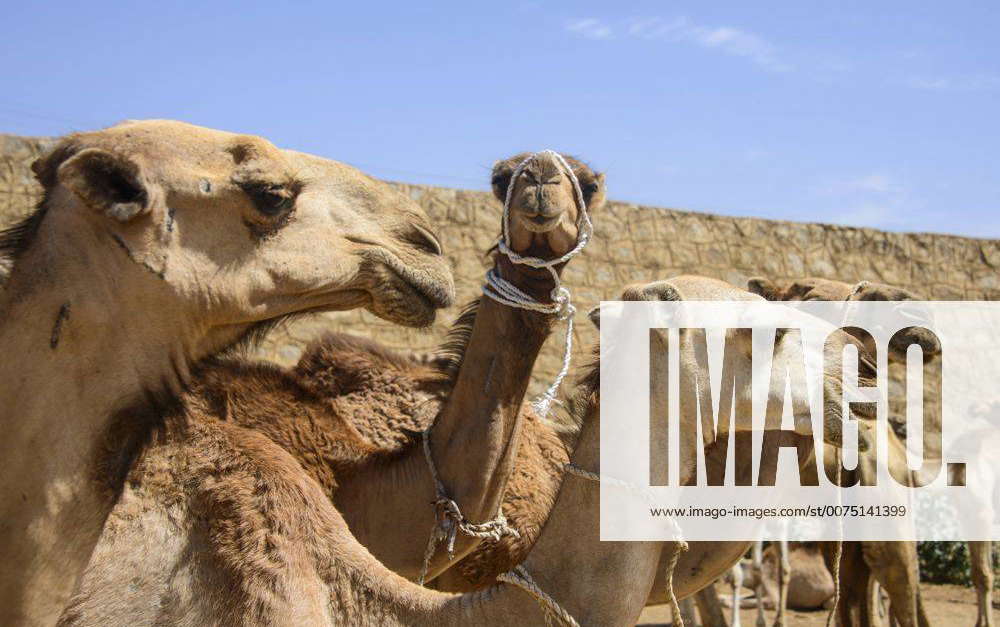 Close up of camels at the camel market of Keren, Eritrea, Africa