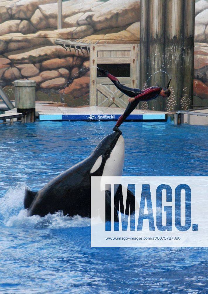 January 7, 2017 - File - Tilikum, the orca that killed a trainer at ...