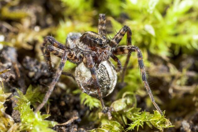 Dunkle Wolfsspinne, Dunkle Wolfs-Spinne (Pardosa amentata), Weibchen ...