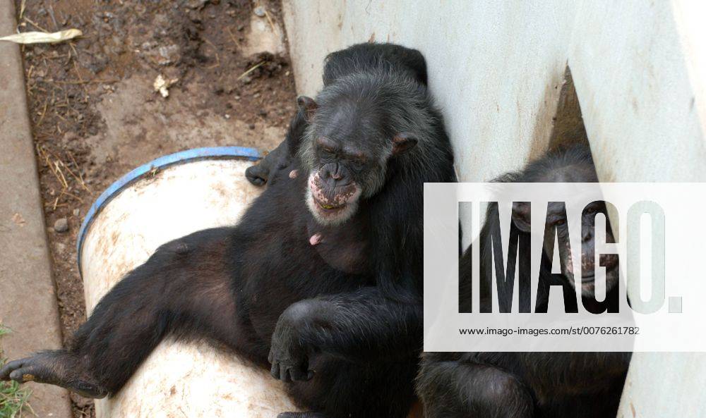 Aug 30, 2006; Suwanee, GA, USA; Chimpanzees in compound at Yerkes