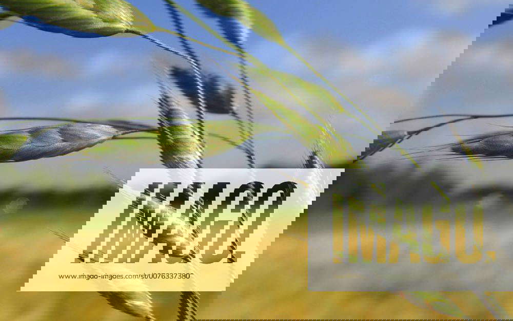 Taeuschende Verwechselte Trespe, Verwechselte Trespe, WiesenTrespe