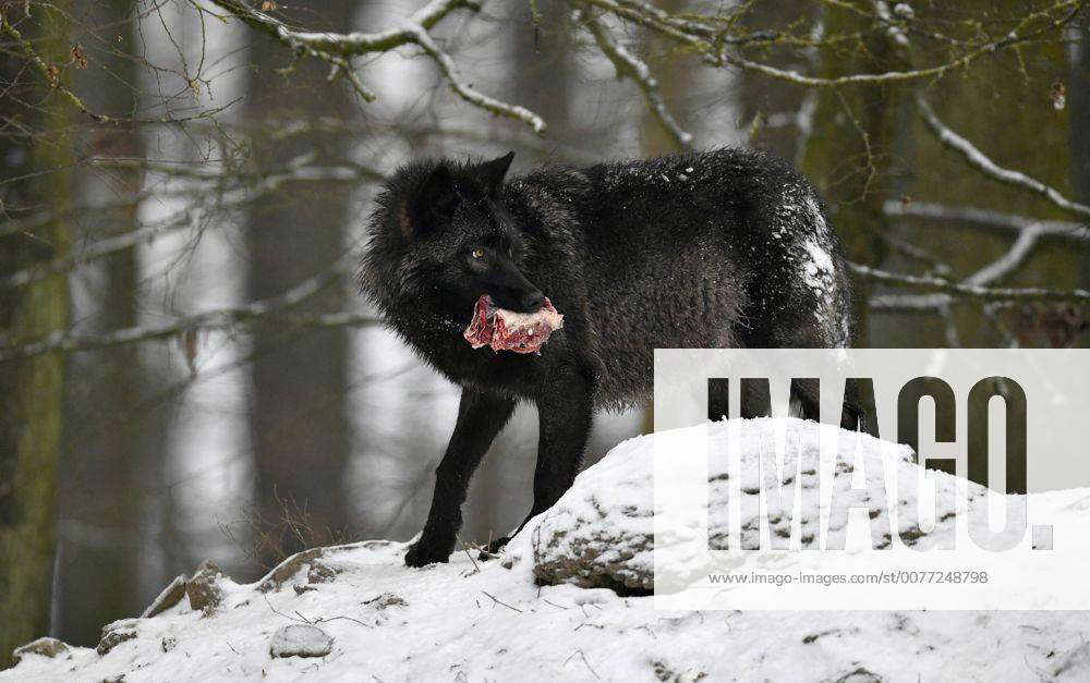 Timberwolf, Kanadischer Wolf (Canis lupus lycaon), captive, mit Beute ...