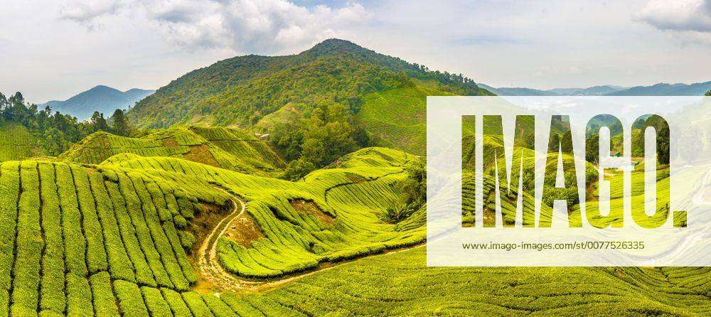 Teeplantagen, Cameron Highlands, Tanah Tinggi Cameron, Malaysia, Asien
