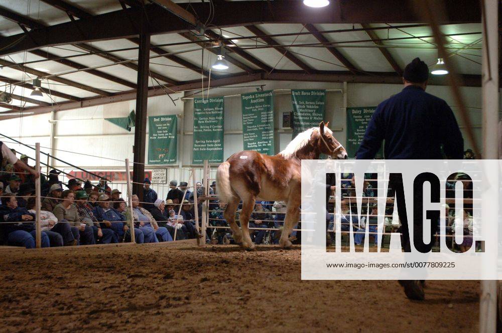 Nov. 2, 2007 A draft horse is shown at the Topeka Horse Auction in