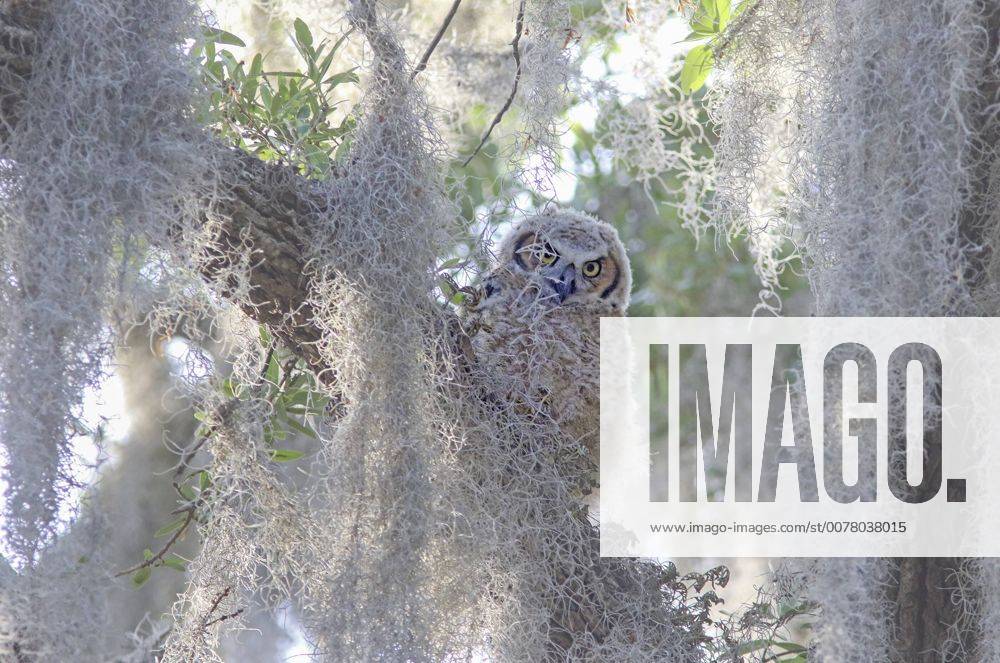 April 1, 2017 Safety Harbor, Florida, U.S. JIM DAMASKE Times .A