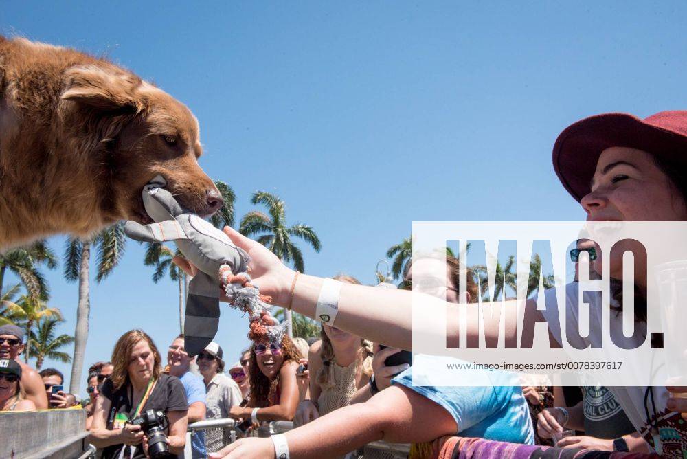 May 6, 2017 West Palm Beach, Florida, U.S. Stick Figure s tour dog Cocoa takes a toy from Mandi