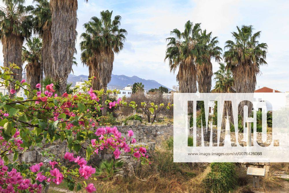 Agora Tree Ancient Agora, Bougainvillea and palm trees, Greek, Roman and Byzantine ...