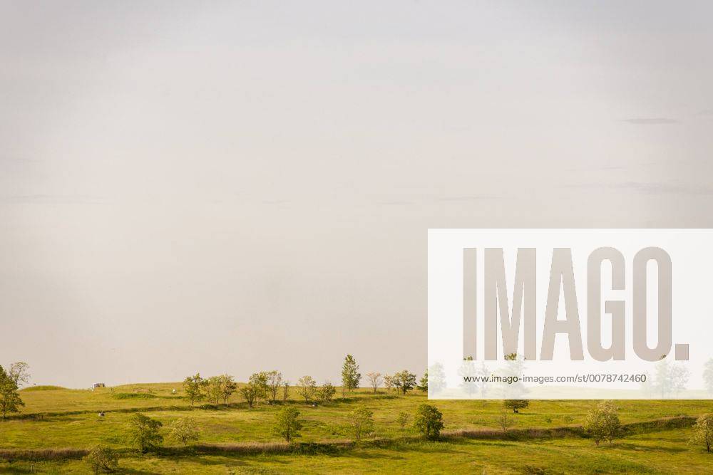 Freshkills Park in Staten Island in New York Volunteer trees populate a