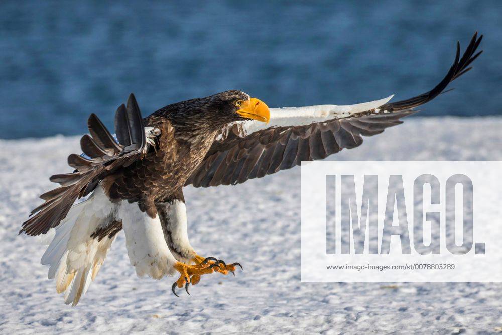 Riesenseeadler, Riesen-Seeadler (Haliaeetus pelagicus), landet am Ufer ...