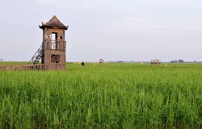 Daqin, Daqin, China - Daqing, CHINA-June 17 2012: ..Dangnai Wetland is ...