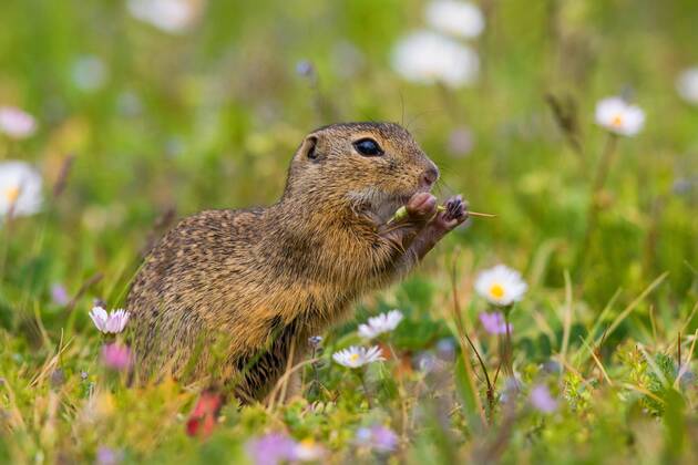 Europaeischer Ziesel, Europaeisches Ziesel, Schlichtziesel (Citellus