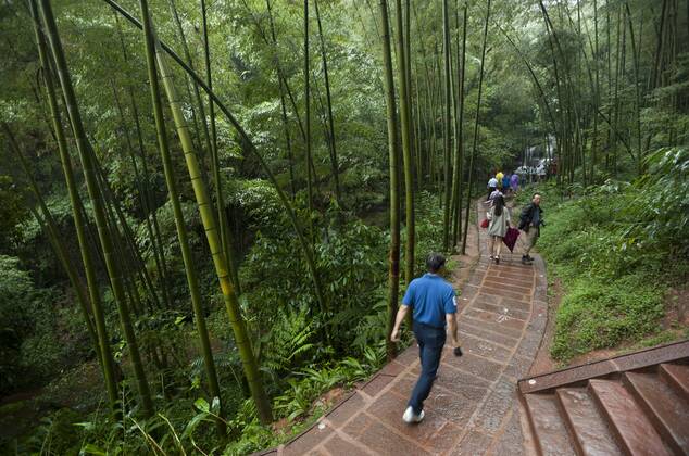 Bamboo Forest, Sichuan Province, China