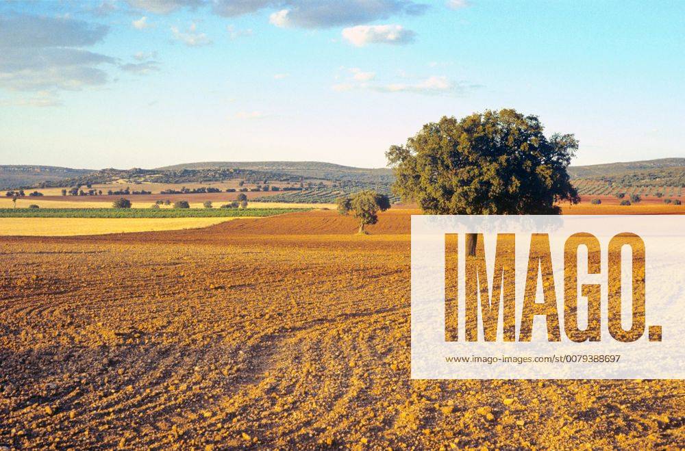 Castilla-la Mancha, trees in agricultural landscape near Urda. Spain