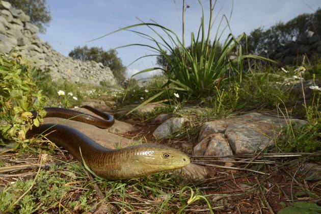 Scheltopusik, Armored creep, Tanks Sneak Ophisaurus apodus, Pseudopus ...