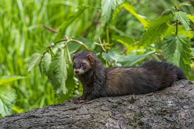 European polecat resting on tree trunk in forest
