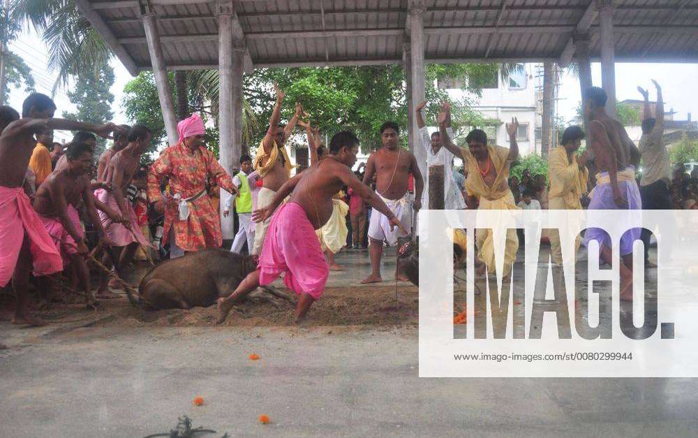 India: Animal sacrifice during Durga Puja Festival An Indian Hindu priest  sacrifices a buffalo calf
