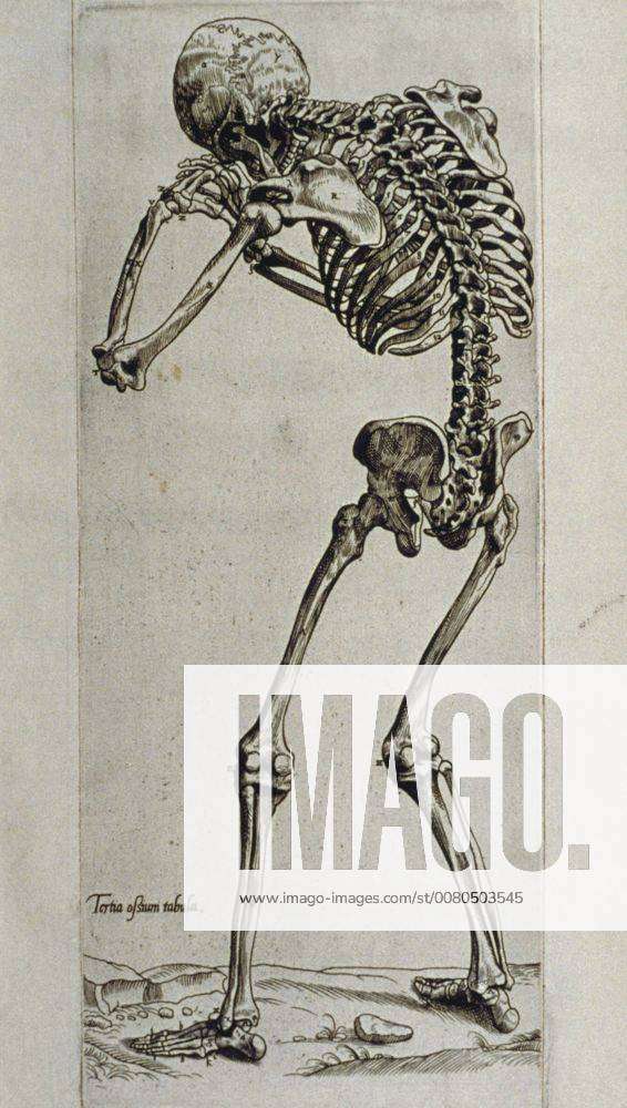 KREA - illustrations of unusual anatomy by andreas vesalius