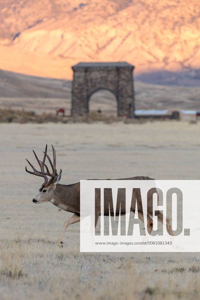 October 30, 2017 - Gardiner, MT, United States - A mule deer walks by ...