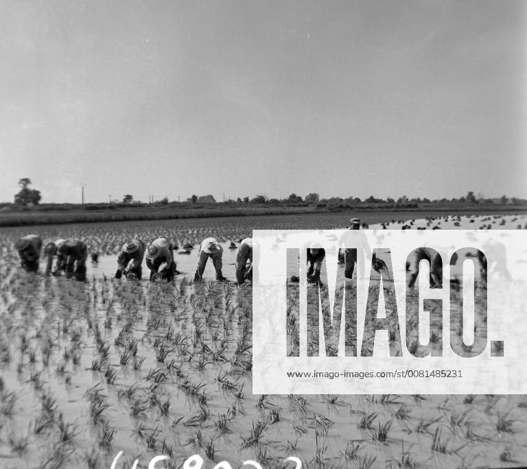 RICE FIELDS PLANTATION IN SOUTHERN FRANCE ; 20 JUNE