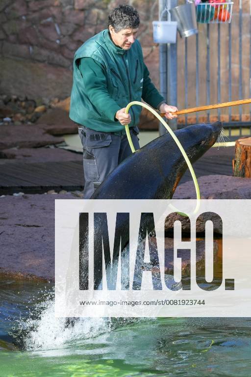 South American fur seal in the Halle Mountain Zoo the animals are ...