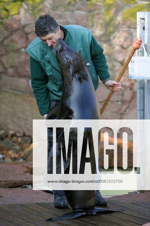 South American fur seal in the Halle Mountain Zoo the animals are ...