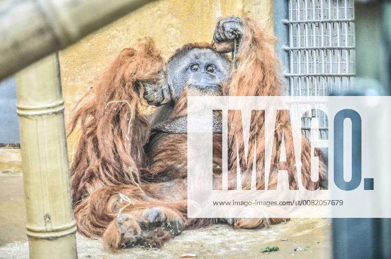 06 02 18 Hannover Last remaining Orang Utang Monkey House Zoo