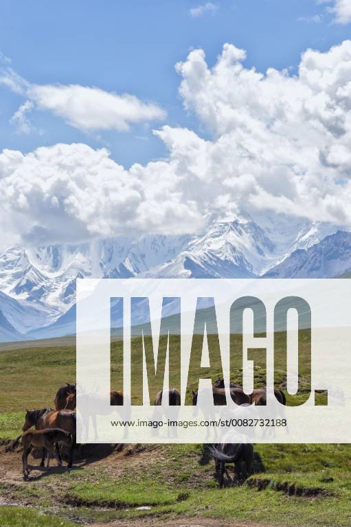 Horses graze in front of the snow-capped mountains of Tien Shan Sary ...