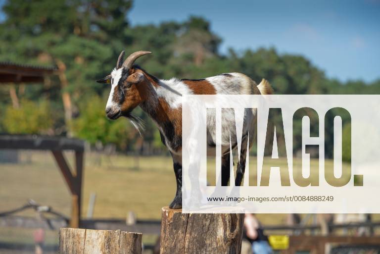 Goat Kinderbauernhof Wildpark Johannismuehle Baruth Brandenburg