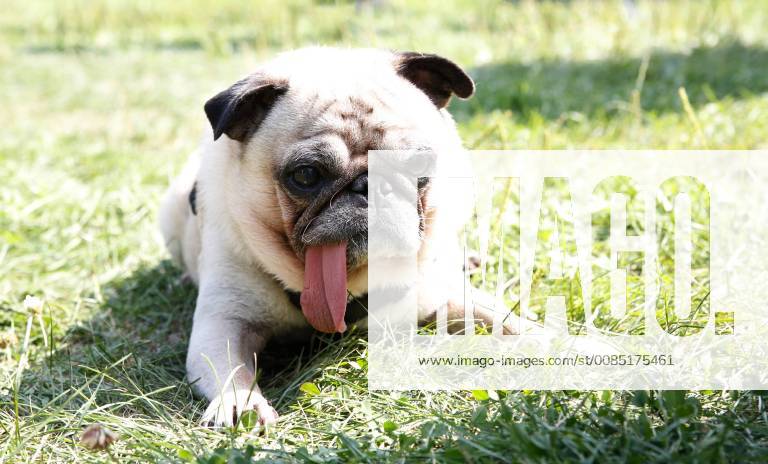 Pug with hot sale long tongue