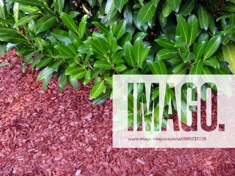 Garden plants and ground cover Cherry laurel grows on pines covered