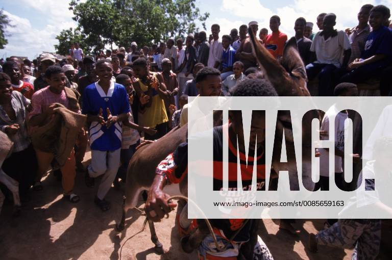 Swahili man carries his donkey, which run the annual donkey race at the