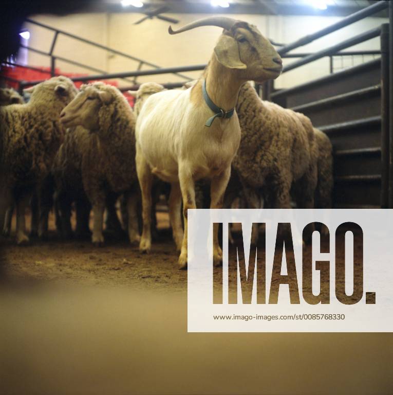 SAN ANGELO, TX JANUARY 27 A Judas goat leads a group of sheep to the