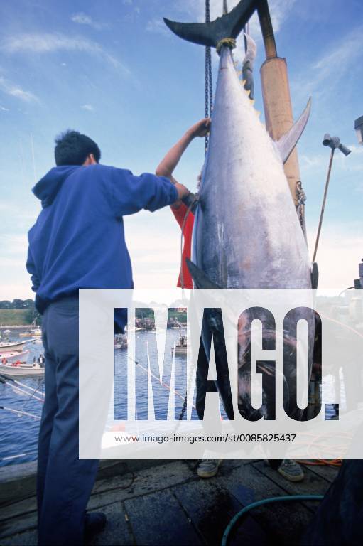 Tuna buyer checking over freshly caught tuna fish for purchase for