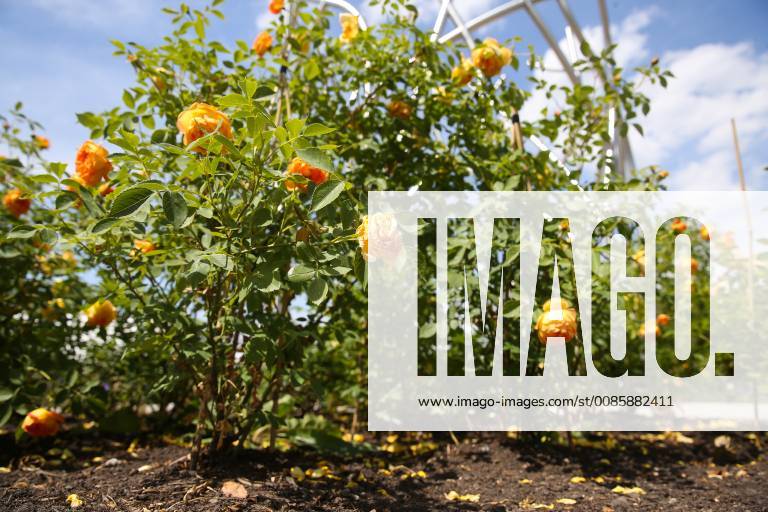 Dry roses lose their petals at the Goethepark Landesgartenschau 2018 in