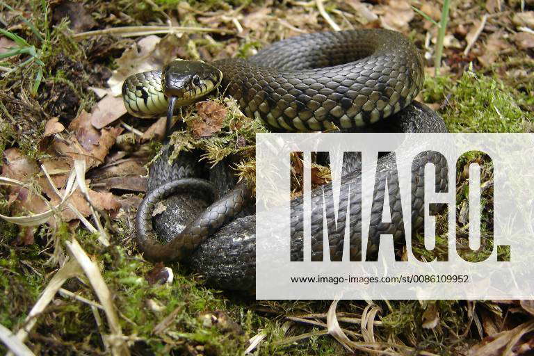 Ringelnatter, Ringel-Natter (Natrix natrix), Niederlande grass snake ...