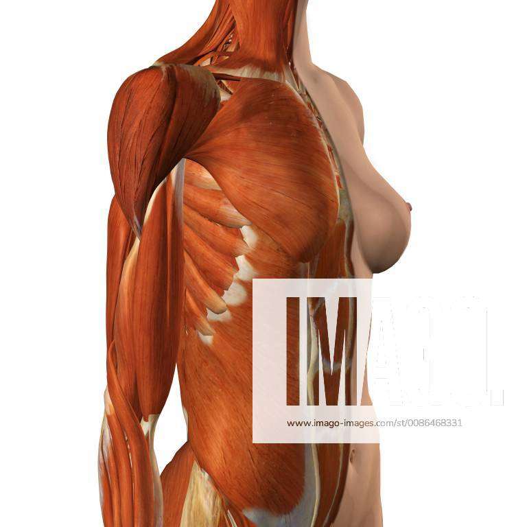 Female chest and abdomen muscles, split skin layer, three quarter side view  on white background. Y