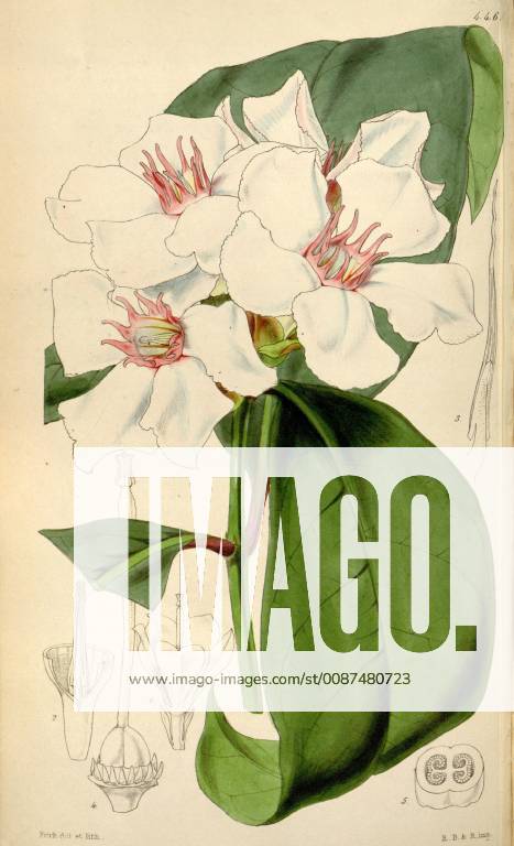 Botanical Print by Walter Hood Fitch 1817 – 1892, W. H. Fitch was an ...