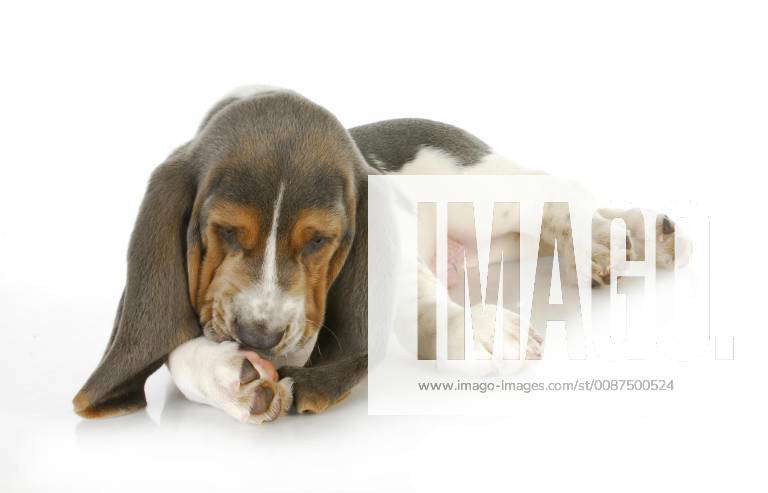 Dog allergies - basset hound puppy licking foot with possible skin ...