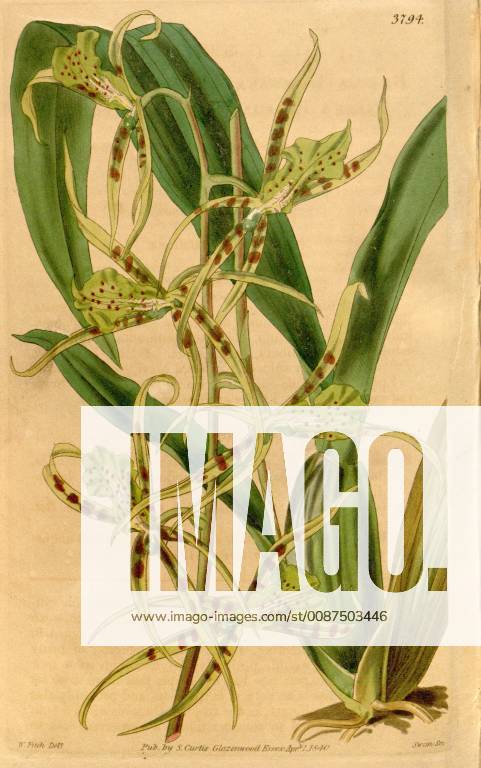 Botanical Print by Walter Hood Fitch 1817 – 1892, W. H. Fitch was an ...