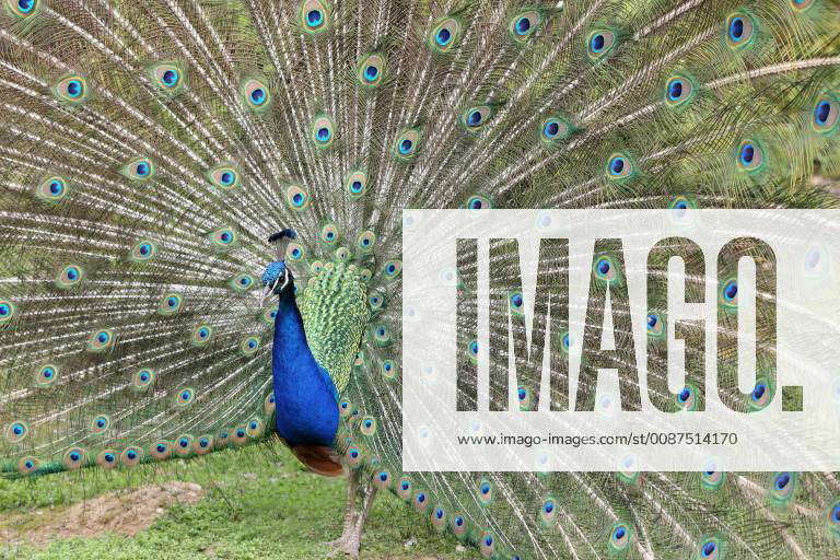 Details of an indian peafowl displaying in captivity. Y