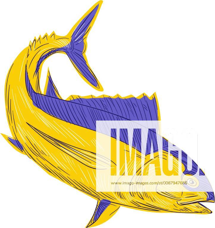 Albacore Tuna Fish Drawing