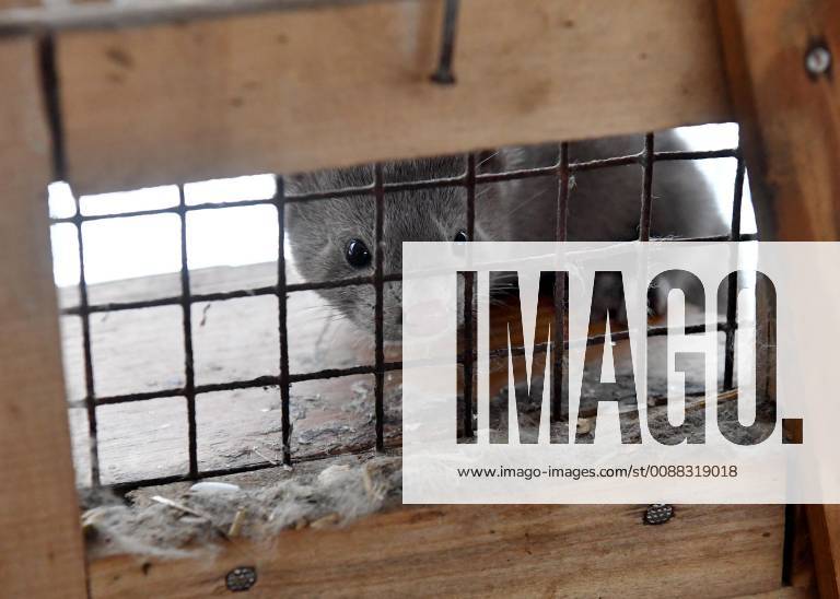 BREST REGION, BELARUS JANUARY 9, 2019 A mink bred at the Pinsk Fur