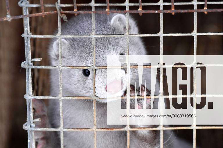 BREST REGION, BELARUS JANUARY 9, 2019 A mink bred at the Pinsk Fur