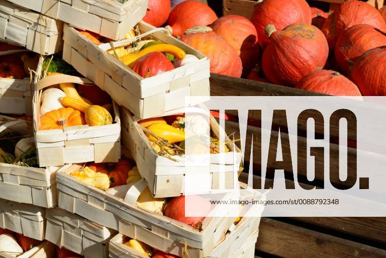 Pumpkins at the farmers market Kiel downtown Schleswig Holstein
